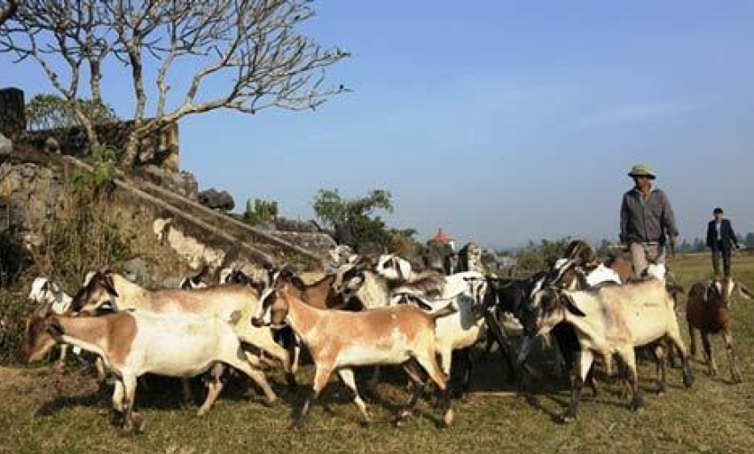 Truyện ngắn: Người chăn dê ở thung lũng cỏ