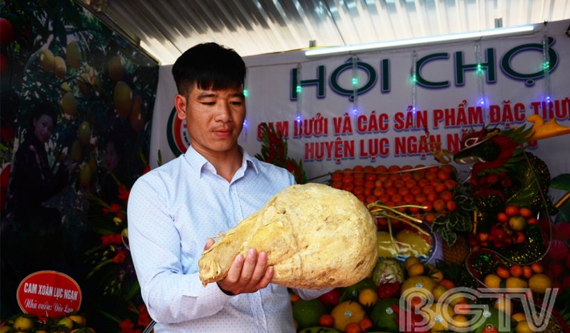Củ đậu "khổng lồ" của xã Kiên Lao mang tới hội chợ khiến nhiều người thích thú.