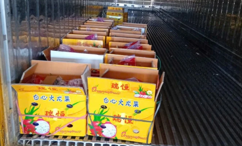 Nhiều tài xế container tố bị “bẫy” khi chở thanh long sang cửa khẩu