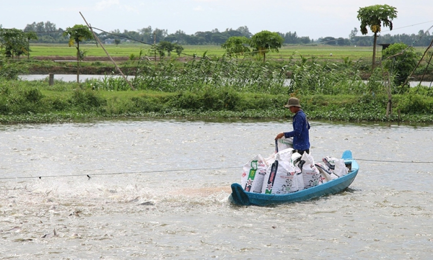 Giá cá tra giống tăng 'nóng'