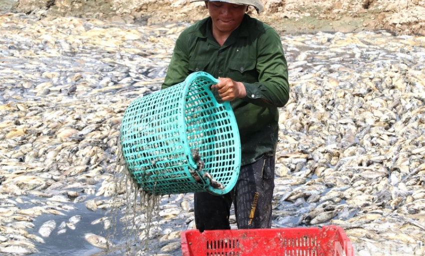 Đồng Nai: Hoàn thành vớt 200 tấn cá chết trên hồ Sông Mây