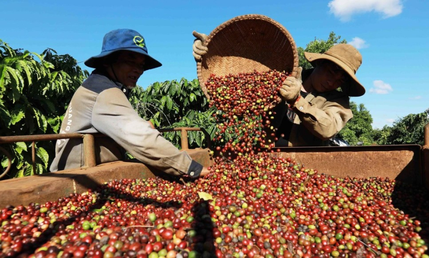 Giá cà phê xuất khẩu vào đà tăng mạnh, cà phê Robusta sẽ quay lại đỉnh?