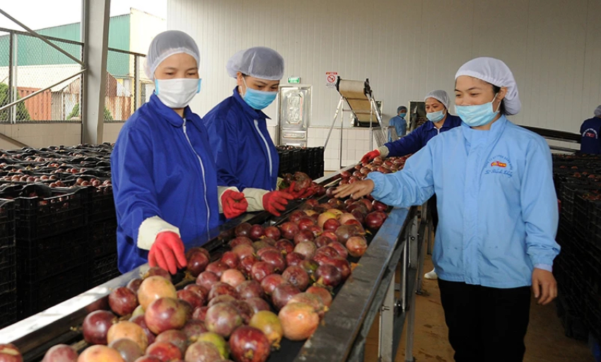 Nâng cấp “con đường” xuất khẩu nông sản sang Trung Quốc
