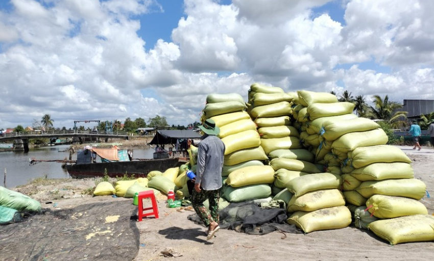 Nhiều nông dân ở Cà Mau nghi bị thương lái 'quỵt' tiền lúa