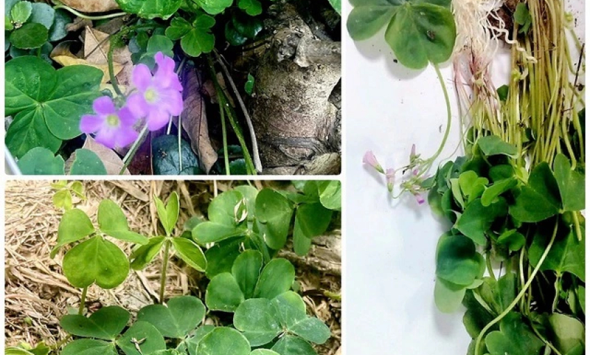 Cảnh báo về a xít gây độc trong cây me đất