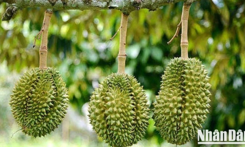 Cục Hải quan chỉ đạo ưu tiên thông quan nông sản, đặc biệt là sầu riêng chính vụ