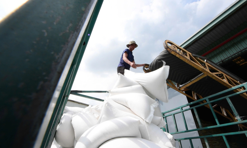 Gạo phát thải thấp của Việt Nam chuẩn bị đi Nhật Bản