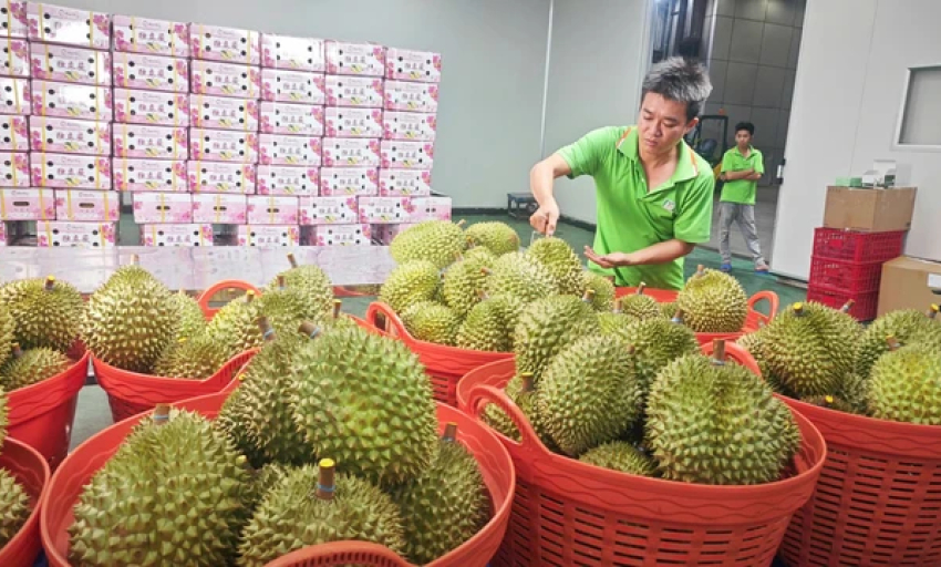 Nghị định thư xuất sầu riêng sang Trung Quốc sắp hết hạn, Hiệp hội gửi "tâm thư" tới Bộ trưởng