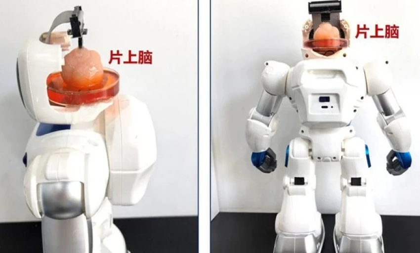 Trung Quốc tạo ra robot có não nhân tạo làm từ tế bào gốc con người