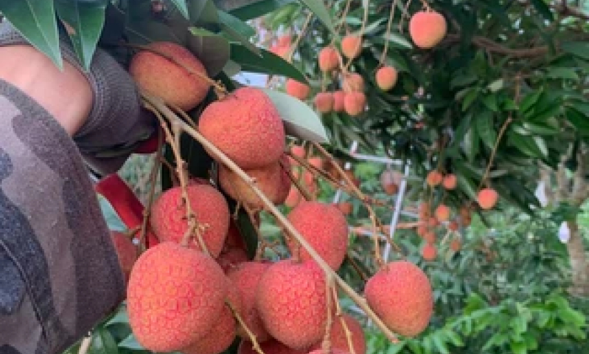 Kỳ vọng mùa vải thiều bội thu