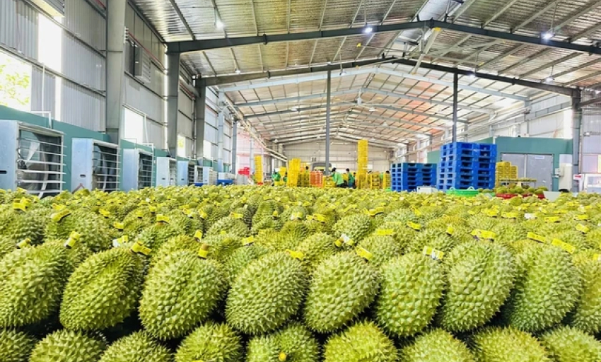Cơ hội lớn để Việt Nam tăng xuất khẩu nông sản sang Trung Quốc