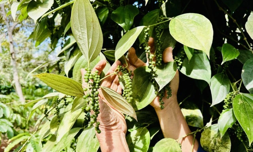 Đến lượt hồ tiêu bị 'tắc' đường xuất khẩu sang Châu Âu