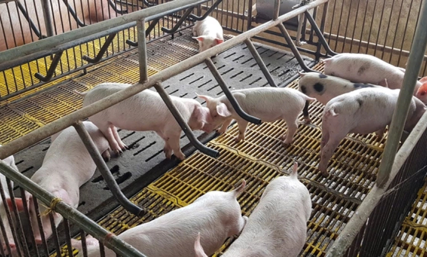 Giá heo hơi giảm sâu, người nuôi "bán tháo" né dịch