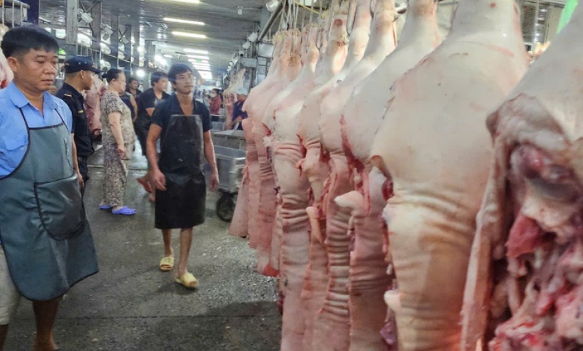 Giá heo liên tục giảm do ảnh hưởng dịch bệnh?
