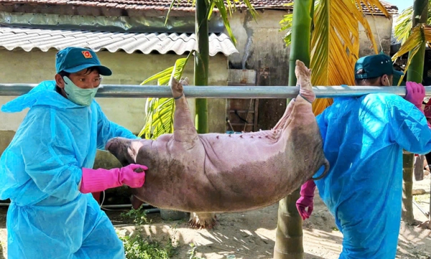 Người chăn nuôi giấu thông tin, dịch tả heo lan mạnh