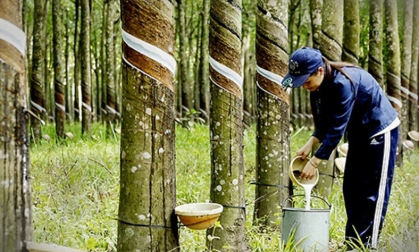 Trung Quốc chiếm 70% thị phần xuất khẩu cao su của Việt Nam