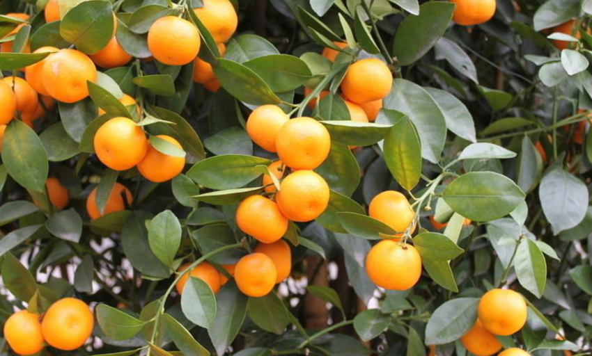 7 lợi ích sức khỏe không thể phủ nhận của quả quất