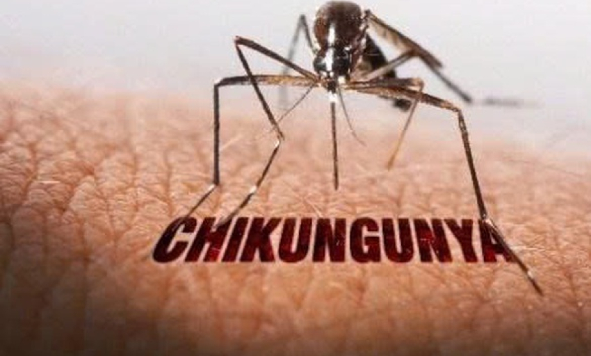 Bộ Y tế nói về các kịch bản ứng phó nguy cơ lây lan bệnh Chikungynya