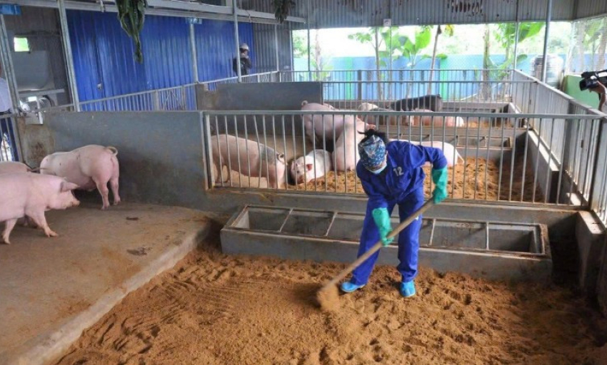 Chăn nuôi theo hướng an toàn sinh học
