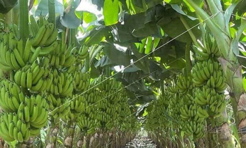 Chuối Việt Nam dẫn đầu thị phần tại Trung Quốc, tiến gần “câu lạc bộ tỷ USD”