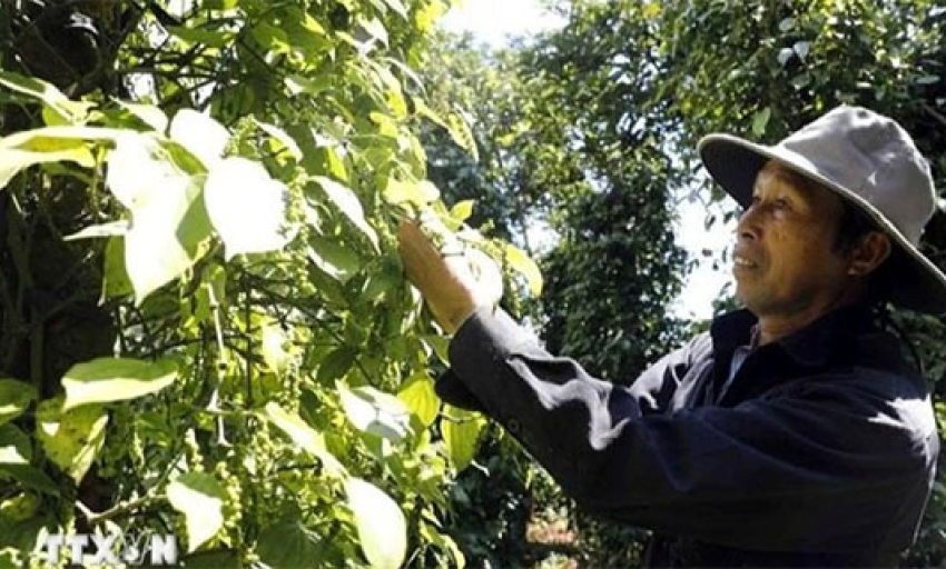 Cơ hội tăng trưởng cho ngành hàng gia vị