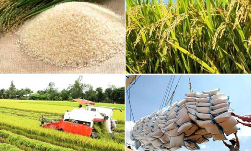 Nghiên cứu thông tin về giải pháp để gạo Việt giữ vị trí xuất khẩu thứ hai thế giới