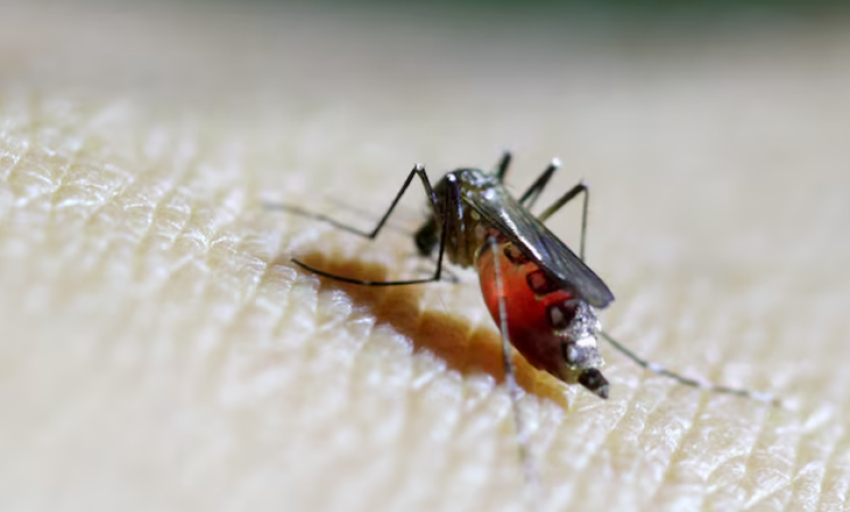 Trung Quốc tung 'đội quân muỗi vô sinh' giữa tâm dịch Chikungunya