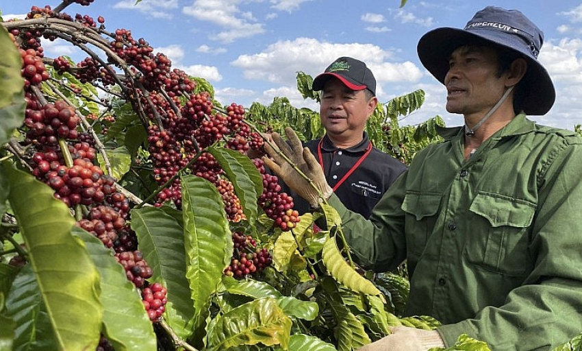 Giá cà phê xuất khẩu đạt 3.151 USD/tấn, tiếp tục lập kỷ lục