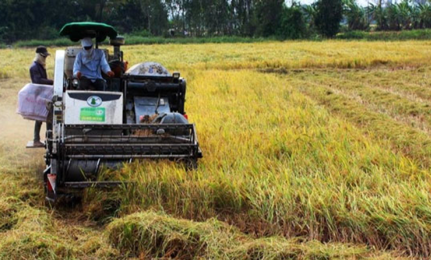 Chủ động trên thị trường lúa gạo