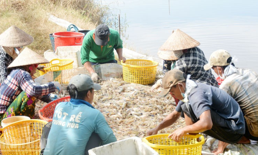 Nông dân vùng Miệt Thứ (An Giang) phấn khởi vì tôm tăng giá
