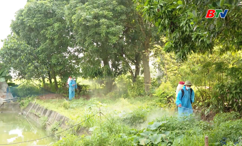 Cấp bách phòng, chống dịch tả lợn châu Phi
