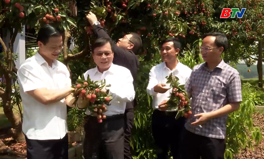 Gắn kết sản xuất - tiêu thụ vải thiều Lục Ngạn theo chuỗi giá trị bền vững 