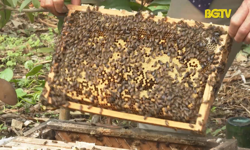 Mô hình nuôi ong lấy mật của ông Vũ Ngọc Định