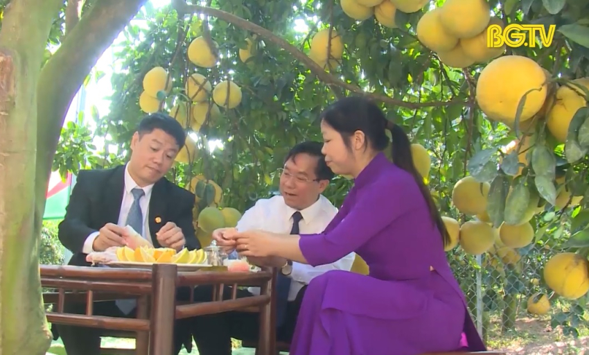 Lục Ngạn: Đưa chợ về vườn, hút khách mùa cam bưởi 
