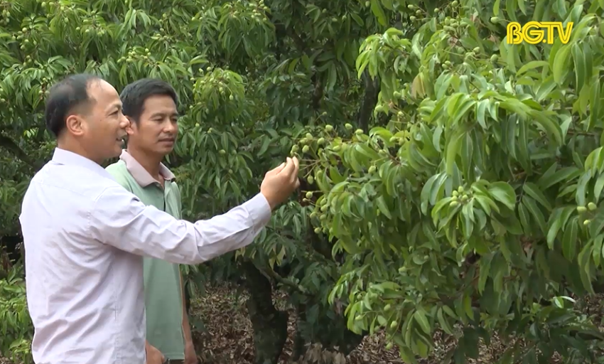 Nâng cao chất lượng mở rộng thị trường xuất khẩu vải thiều
