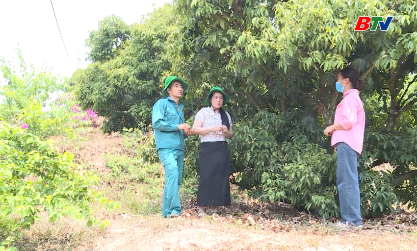 Vai trò của mã vùng trồng để xuất khẩu vải thiều