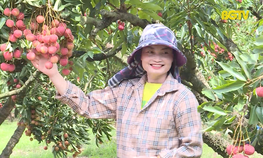 Tạo thuận lợi trong tiêu thụ, xuất khẩu vải thiều 