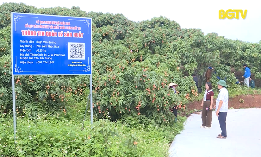 Tạp chí NNNT: Thu hoạch vải thiều sớm
