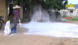 Rắc vôi bột - Biện pháp phòng chống dịch tả lợn Châu Phi hiệu quả