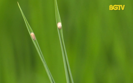 10.000 ha lúa nhiễm sâu cuốn lá nhỏ 