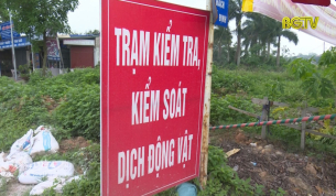 Phòng chống dịch tả lợn Châu Phi: Phải có quyết tâm chính trị xuyên suốt