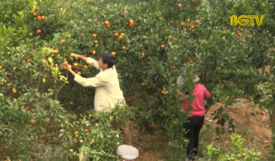 Bãi Lời: Vùng cây ăn quả trù phú