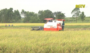 17000 ha lúa chiêm xuân đã được thu hoạch