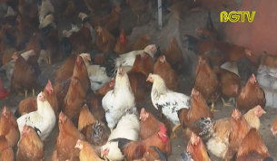 Mô hình nuôi gà trống thiến lớn nhất tỉnh Bắc Giang