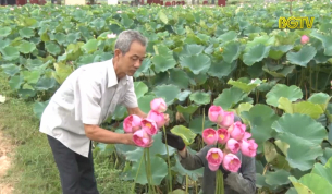 Nghệ thuật ướp trà sen truyền thống