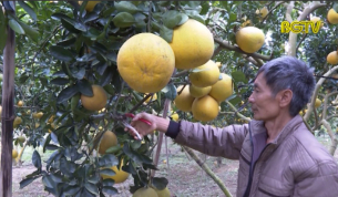 Các nhà vườn ở Lục Ngạn chuẩn bị trái cây phục vụ Tết nguyên đán