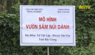 Bảo tồn nguồn gen cây Sâm Nam núi Dành Tân Yên