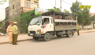 Tăng cường kiểm soát vận chuyển lợn khâu lưu thông