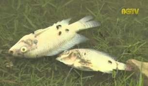 Cá chết hàng loạt trên sông Cầu