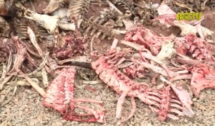 Yên Thế: đổ trộm xương động vật gây ô nhiễm